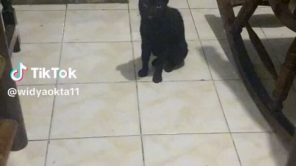 kucing melas