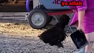 INI AYAM ATAU MONYET SIH_