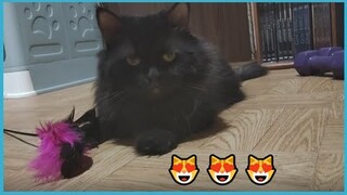 Yolo | Cat Vlog #13