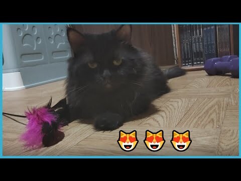Yolo | Cat Vlog #13