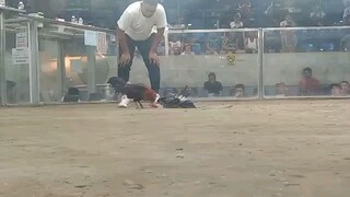 alimbuyugin win