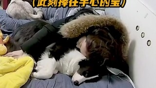 #狗#Owner puppy: I feel like I was loved for a short time!