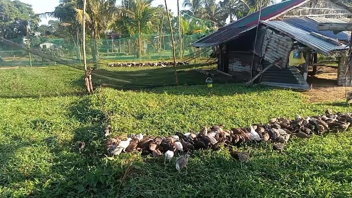 #For National Banded