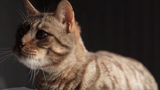 Bagaimana Cara Makan Kucing Raccoon Leopard yang Setiap Harinya Memakan Setengah Kilo Mie Daging Sapi?