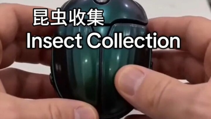Insect Collection