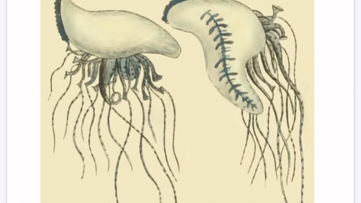 Permintaan Maaf dan Koreksi tentang Medusa Botol Biru