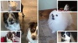 Something In The Way (The Batman) but Dogs Sung It (Dogs Version Cover)