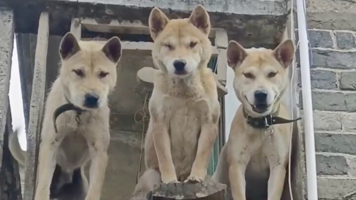 Không có gì có thể ngăn cản được khát khao tự do của nó.