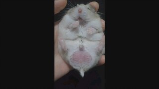 Super Cute Hamster