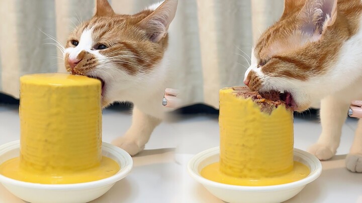 Menikmati makan dari kaleng 🥫 Kucing oranye car mengunyah habis 400g si raksasa 🫣