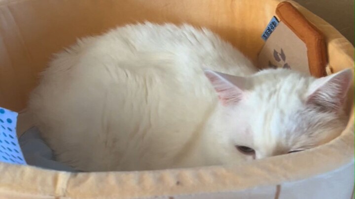 Tao đây, tuổi cũng không còn trẻ nữa, vậy mà lại dọn vào ở trong nhà tắm luôn rồi.