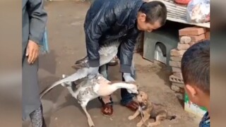 Compilation of Funny Animals 