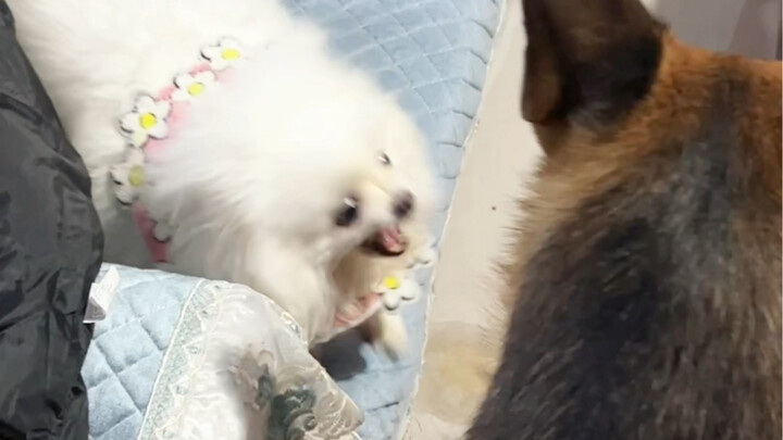 After traveling hundreds of kilometers, I finally brought my dog home to celebrate the New Year toge
