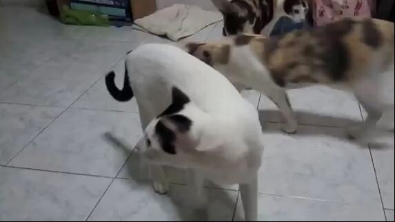 แนะนำตัว  - แมวบ้านป๋ารักทั้งสี่ตัว
