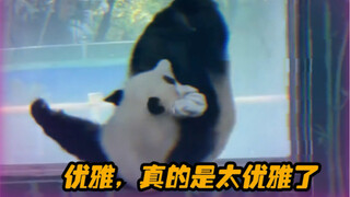 The giant pandas in Guangzhou Zoo are really good at making fun of others