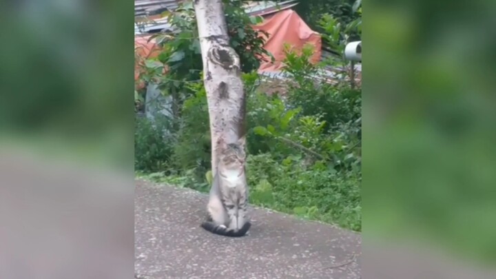 “Thật sự là trốn tìm”
