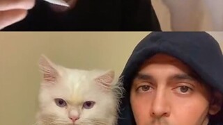 A Failed Cat-Demonstration Education Session