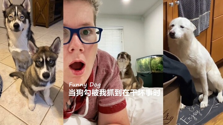 Ketika si anjing nakal ketahuan lagi berbuat onar olehku