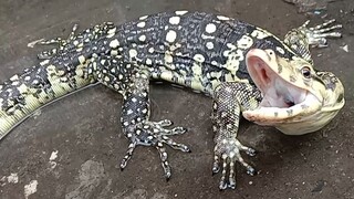 Biawak air Jawa ( Varanus salvator bivittatus )