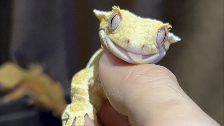 Invincible Pregnant Lady Has Another Baby—Still Drawing Pie-in-the-Sky Plans for the Car Seat!