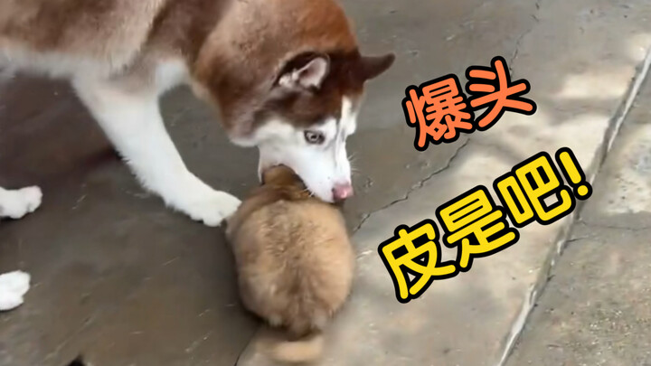 邻居家养的社牛小狗太调皮，是一种什么体验？