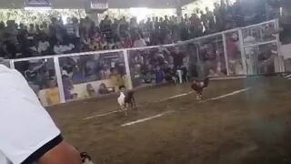 RRzn kanawayon