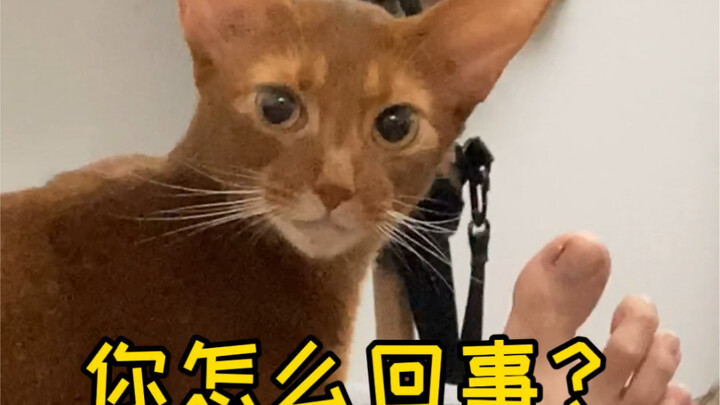 Other people’s smelly feet are harmful to cats, but in my home….