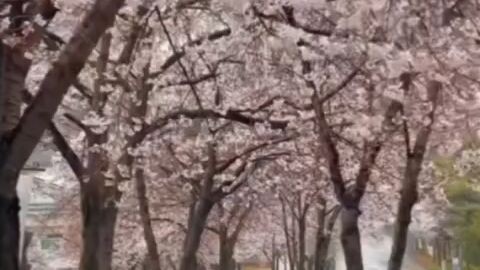 °❀⋆showing my last⋆˚𝜗𝜚˚⋆ 🌸⋆౨ৎ˚⟡˖ ࣪sakura🌸 video 2023 I guess watch it carefully