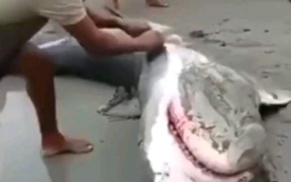 Selamatkan hiu yang terdampar di pantai