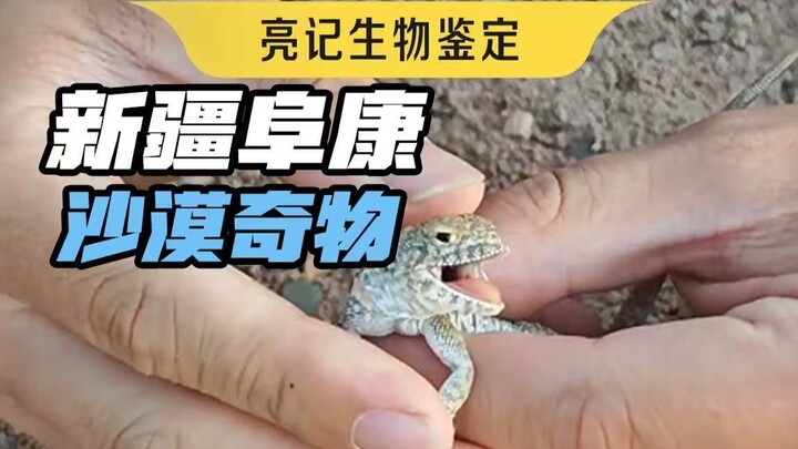 Kumbang kotoran beraroma kompleks di gurun Xinjiang, benih yang “memutar” dirinya sendiri, dan Raja 