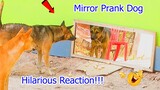 Mirror Prank For Dog Hilarious Reaction | Mirror Prank Try not to Laugh 2021