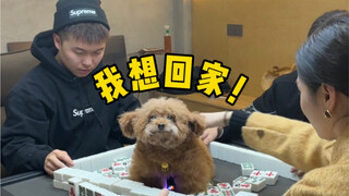 多多：我要….这狗头有何用？