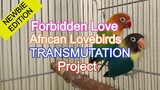 African LovebirdsTransmutation, Project and Experiment | Forbidden Love