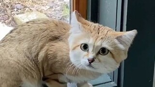 The zookeeper's daily routine: saying good morning to a bunch of adorable little creatures