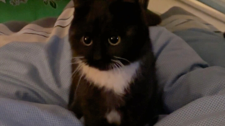 Mulai hari ini, kamu bukan lagi kucing jalanan! Kucing kecilku!