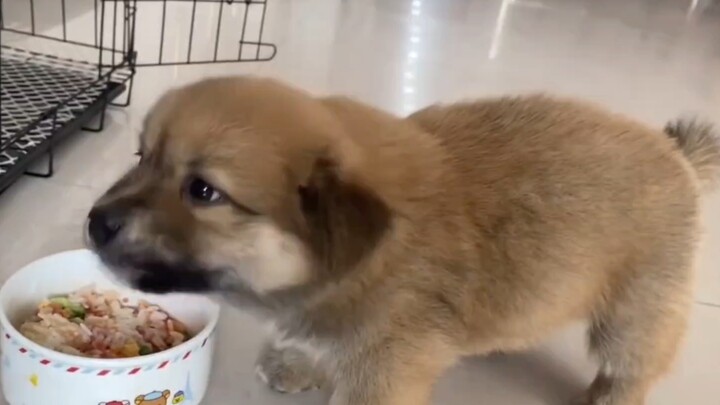 What class is this dog? It eats the same as me.