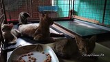 Kitten Meet Kittens, Tried Introduce Kitten To The Mama Cat and Her Babies