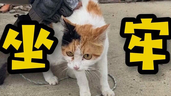 Mèo tam thể dễ thương bất ngờ bị “tống giam”, ân nhân tốt bụng ngày nào cũng mang cơm vào tù!