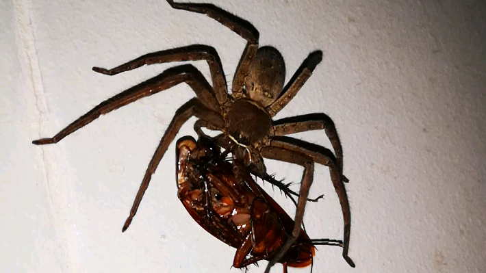 Spider eating cackroach