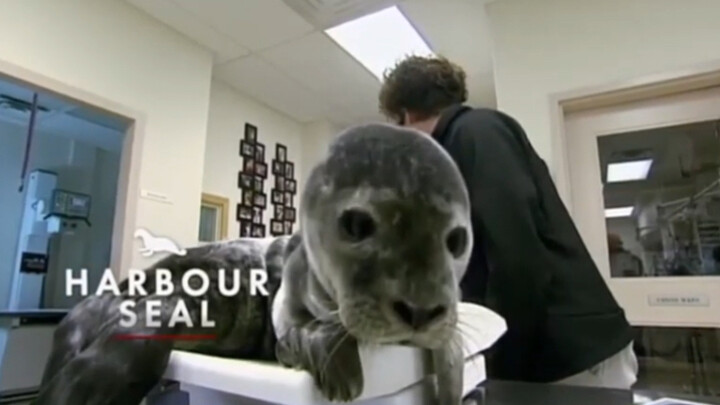 Hải cẩu con tiêm thuốc, khóc nhè nhè