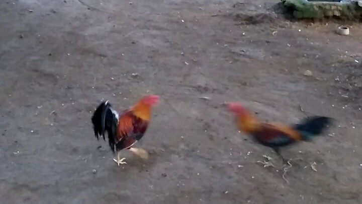 #jmrapado #oragon #sabong