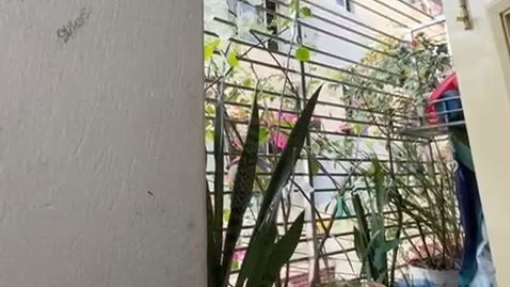 My Small Garden in my rooftop