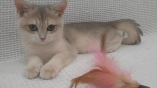 Cute kittens - cat - mèo con nhảy múa