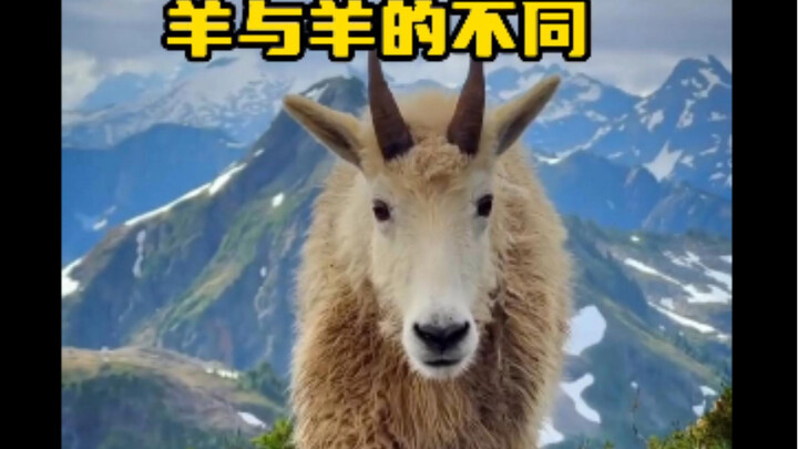 الفرق بين الأغنام كبير جدًا، ولا يمكن شرحه كله في حلقة واحدة.