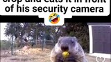 Marmot steals farmer's crop and eats it in front of his security camera
