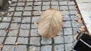 Có chuyện gì vậy?