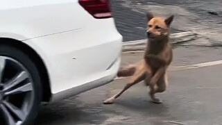 Di zaman sekarang, bahkan anjing pun punya keahlian luar biasa!