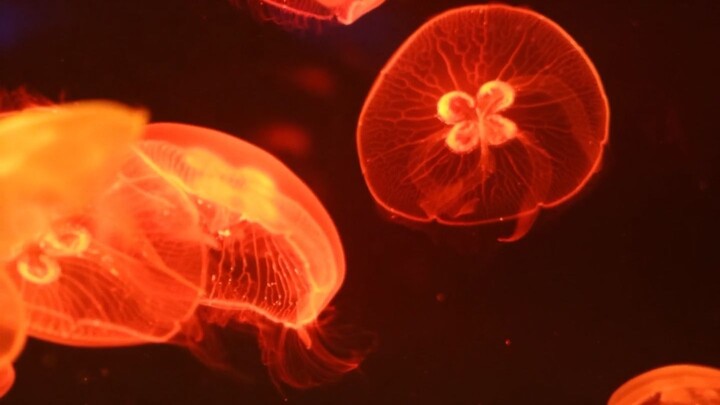 FISHES IN VISUAL BEUTY