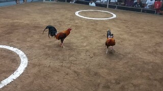 2 hits ulutan 1st fight Loss
