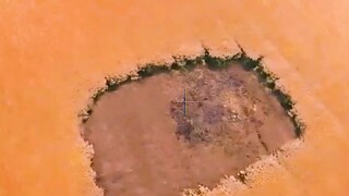 女人的脸上竟有一片农田